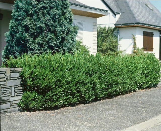 Prunus aurocerasus Otto Luyken Zierkirsche als Heckenpflanze und Strauch in Weiß und Grün, Höhe: 40-50 cm - Bild 1