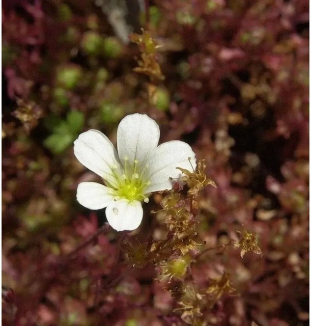 Saxifraga cespitosa Rasensteinbrecher Bodendecker für Steingärten und Staudengärten - Bild 1