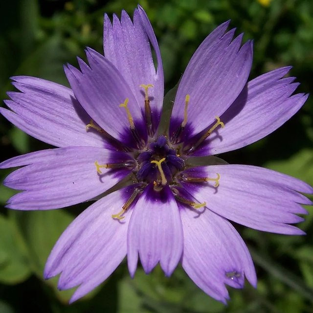 6er Set Arborix Rasselblume Catananche caerulea in Blau/Violett, Topfgröße: 9 cm - Bild 1