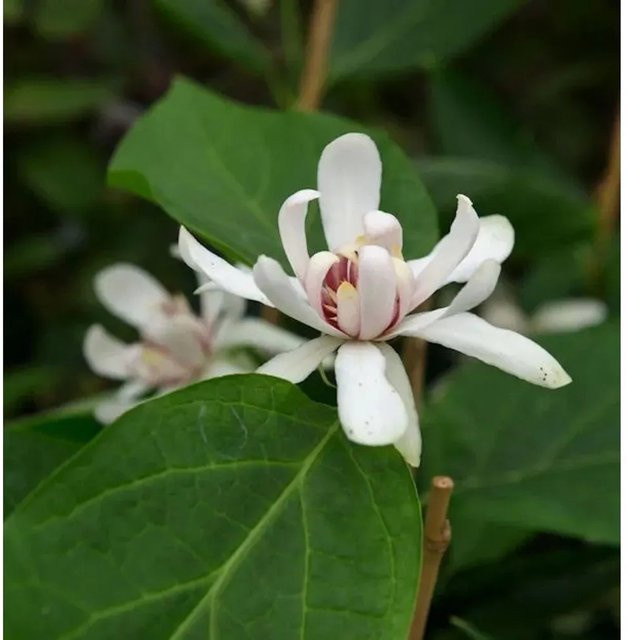 Calycanthus floridus Gewürzstrauch Venus in Pink, Höhe: 40-60 cm - Bild 1