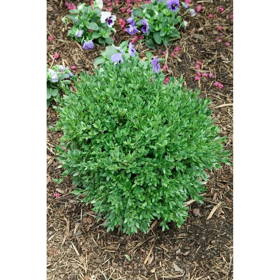 Buxus Sempervirens Green Balloon Buchsbaum von Pflanzen für dich, Höhe: 50–60 cm - Bild 2