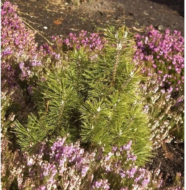 Helmers Bergkiefer Alpenzwerg Pinus mugo grüner Strauch für den Garten, Höhe: 35 cm - Bild 1