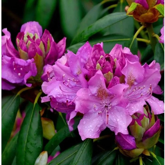 Großblumiger Rhododendron Roseum Elegans in Pink von Die Nr-01.de, Höhe: 70-80 cm - Bild 1