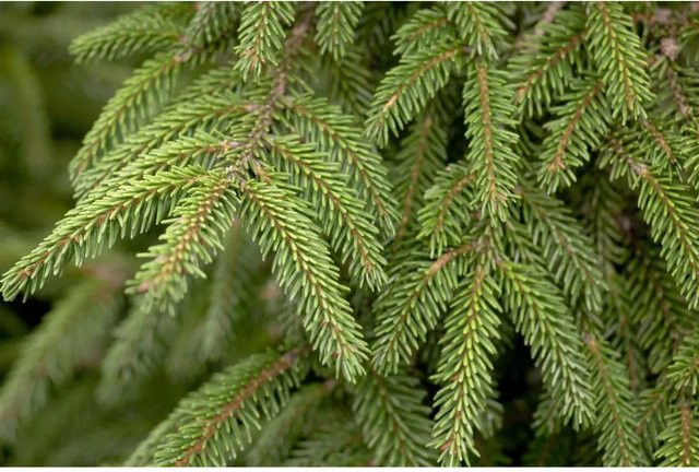 Picea Orientalis Aurea Orientalische Fichte Goldgelb 50–60 cm - Bild 1