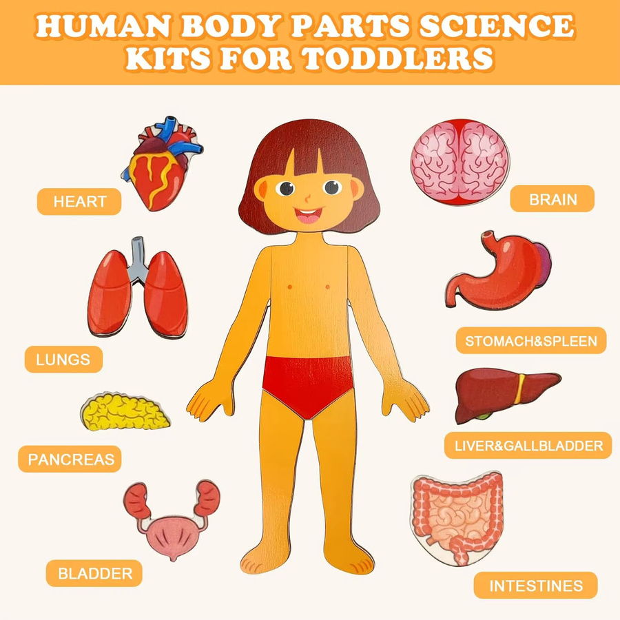 Menschliches Körper-Puzzle, Anatomie-Spielset, Holz, Bunt / Mehrfarbig - Bild 2