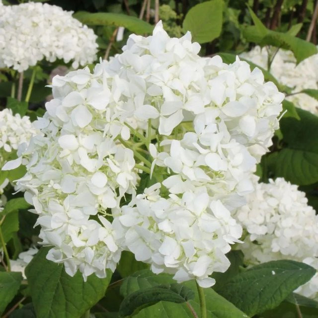 Arborix Wald-Hortensie Grandiflora Hydrangea arborescens mit weißen Blüten, pflegeleichter Zierstrauch für Garten und Beete, Höhe: 30 bis 50 cm - Bild 1
