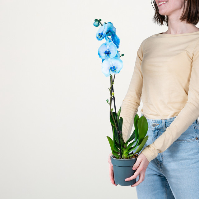 Phalaenopsis Orchidee I am Blue von BLUME2000 in Blau - Bild 1