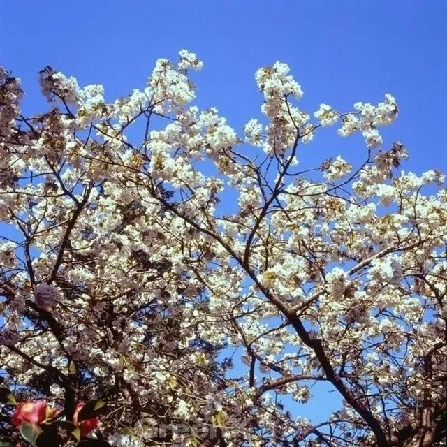 Japanische Zierkirsche Tai Haku Prunus serrulata mit weißen Blüten, Höhe: 80-100 cm - Bild 1