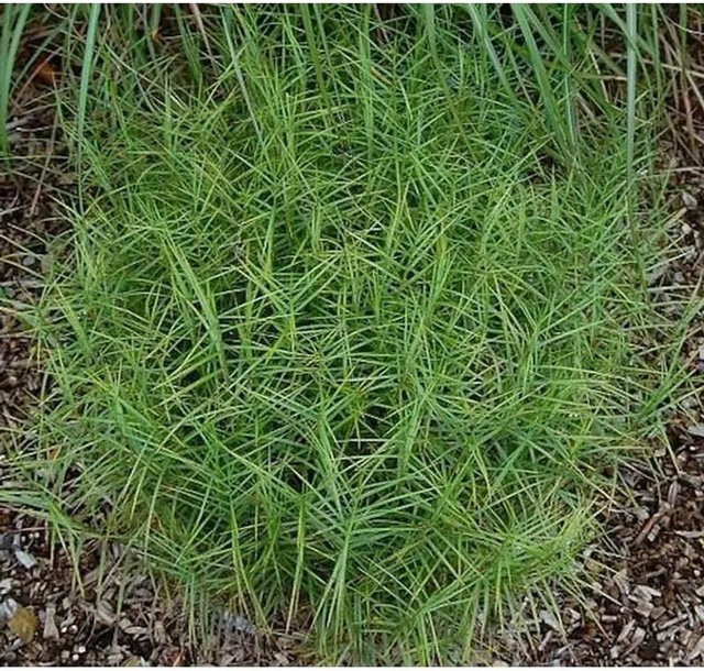 Palmwedellegge Silberstreif Carex muskingumensis als mehrjährige Zierpflanze für Teich und Feuchtwiesen in Grün und Silber - Bild 1