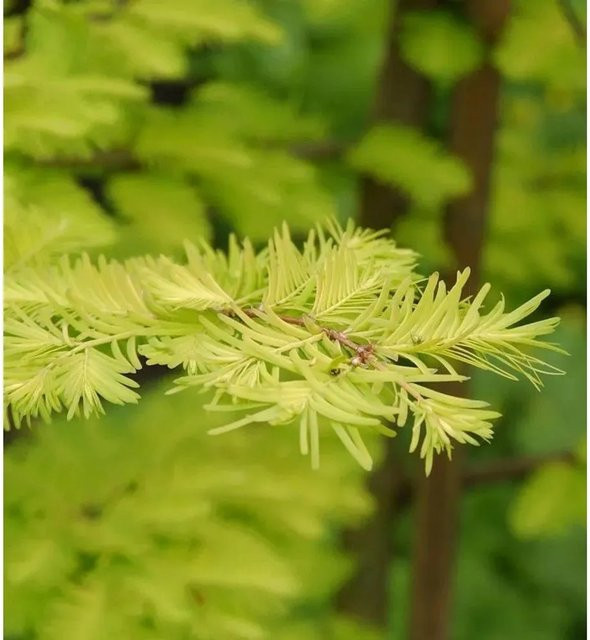 Metasequoia glyptostroboides Urweltmammutbaum Gold Rush von Nr-01.de in Gold und Grün - Bild 1