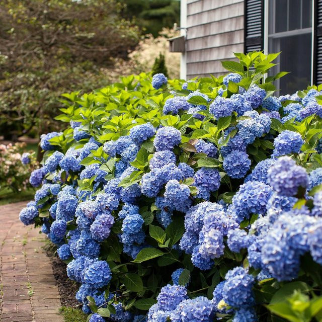 Bauernhortensie Endless Summer The Original, blau, Zierstrauch für den Garten - Bild 1