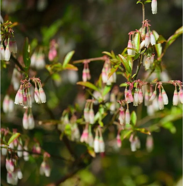 Wilde Heidelbeeren Vaccinium griffithianum als Beerenstrauch von Nr-01.de - Bild 1
