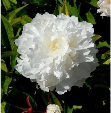 Edelpfingstrose Shirley Temple Paeonia actiflora als mehrjährige Gartenpflanze