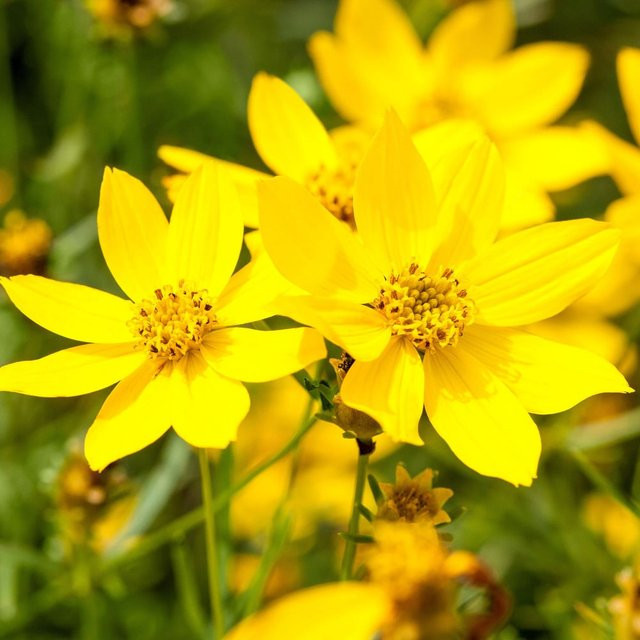 Goldmarie Bidens Perennial Zierstrauch in Gelb und Grün - Bild 1