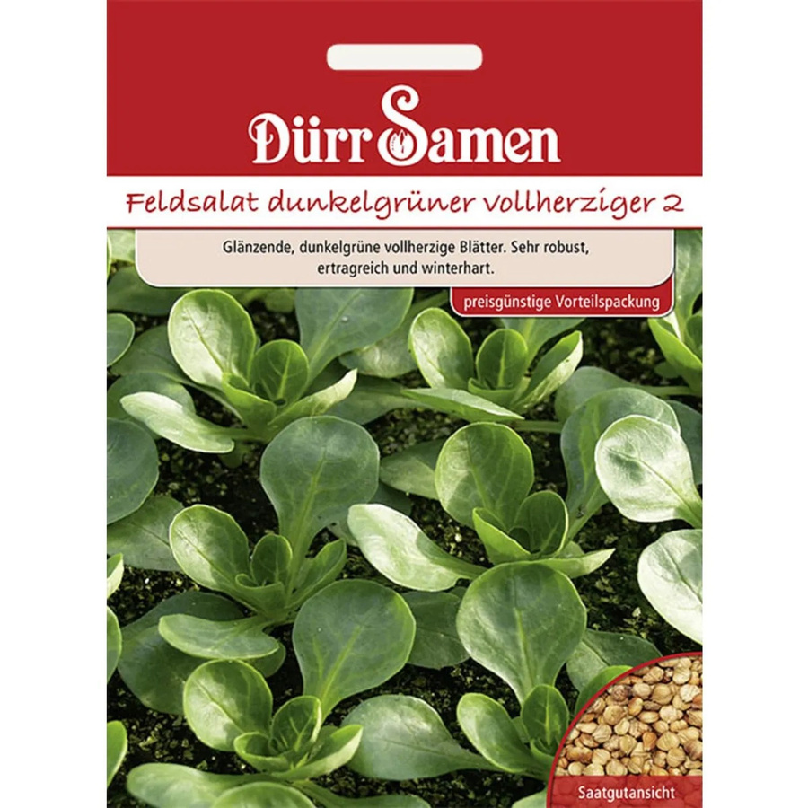 Dürr Feldsalat Samen Dunkelgrüner Vollherziger Saatgut Vorteilspack 7 g - Bild 2