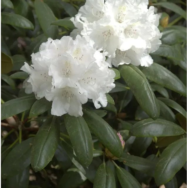 INKARHO Rhododendron Falling Snow Alpenrose in Weiß - Bild 1
