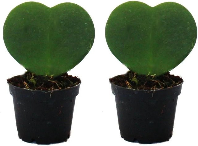 Exotenherz Set mit 2 Hoya Kerrii Herzblatt-Pflanzen im 6 cm Topf - Bild 1