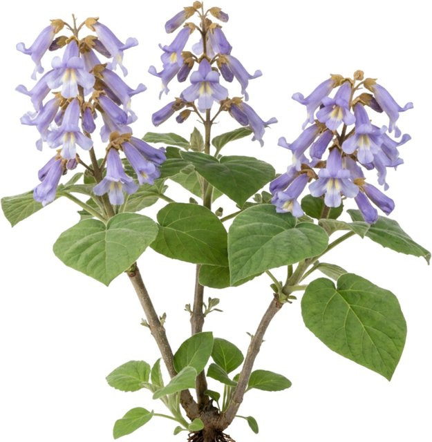 LaCaTho Blauglockenbaum Samen Paulownia Tomentosa schnellwachsend 250 Stück - Bild 1