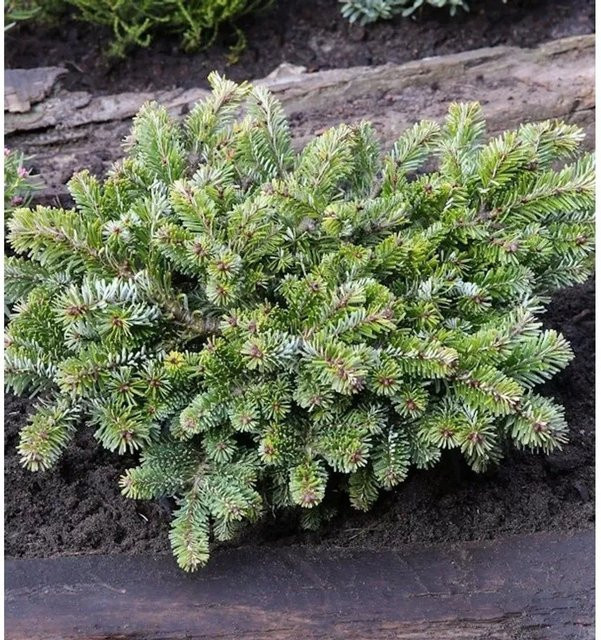 Kompakte Veitchs Tanne Heddergott Abies veitchii in Grün, Höhe: 25-30 cm - Bild 1