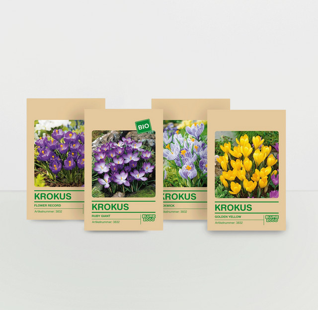 Krokuszwiebel Set von BLUME2000 mit 45 Zwiebeln für deinen Garten und Blumenkästen - Bild 1