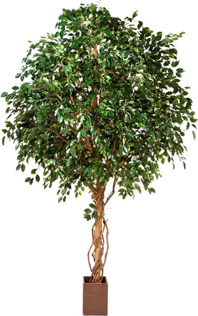 Künstlicher Ficus Baum Nero von Aplanta, Höhe: 315 cm - Bild 1