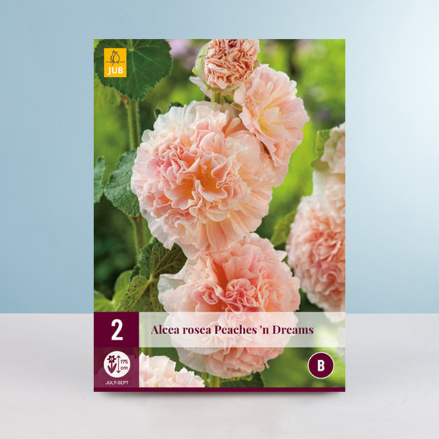 Gefüllte Stockrose Peaches n' Dreams von BLUME2000, 2 Knollen - Bild 1