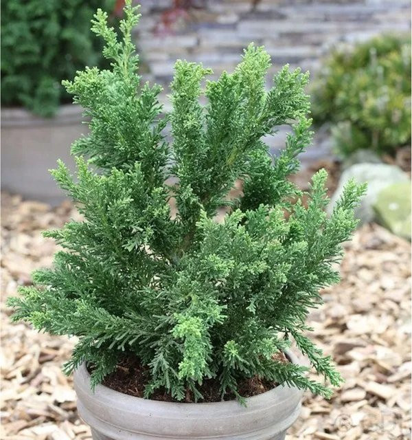 Scheinzypresse Drath Chamaecyparis obtusa als grüne Heckenpflanze für den Außenbereich, Höhe: 30-40 cm - Bild 1