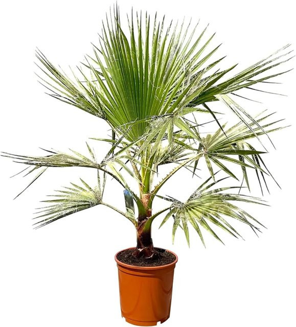 Sunny-Tree Washingtonia Robusta Mexikanische Fächerpalme mit Topf, Höhe: 140-160 cm - Bild 1