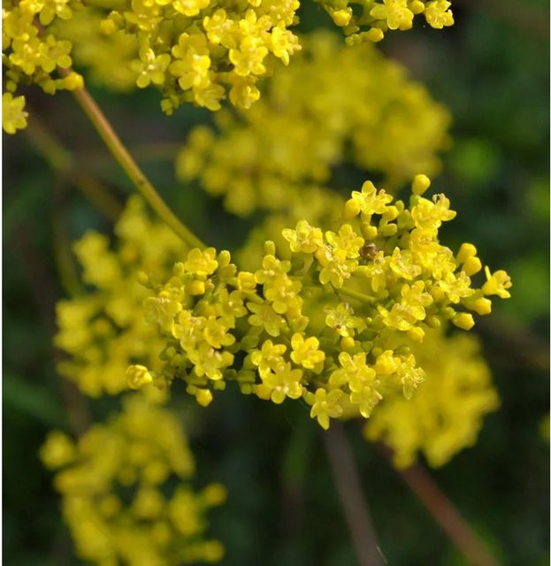 Hoher Goldbaldrian Patrinia gelb für deinen Garten - Bild 1