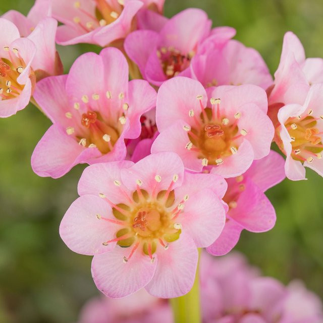 Altai-Bergenie Bergenia in Rosa als mehrjährige Gartenpflanze - Bild 1