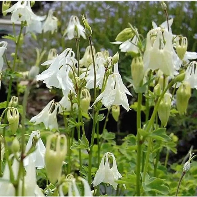 Akelei Alba Aquilegia vulgaris weiße Gartenstaude im Topf - Bild 1