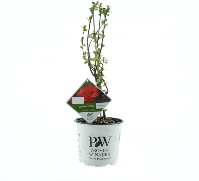 Chinesische Zierquitte Orange Storm Chaenomeles von Proven Winners im Topf, Höhe: 30 - 40 cm - Bild 1