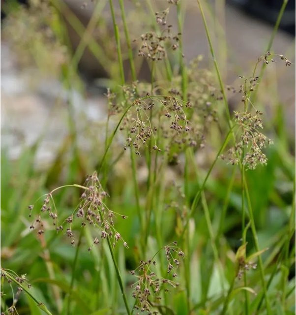 Waldmarbel Tauernpass Luzula sylvatica Waldliesch perennial zur Unterpflanzung von Nadelgehölzen, Bäumen und Sträuchern im Topf - Bild 1