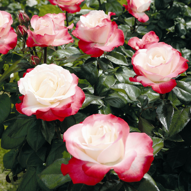 Edelrose Nostalgie von BLUME2000 in Rosa, wurzelnackt - Bild 1