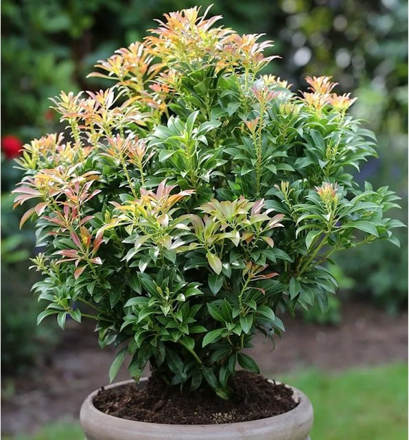 Pieris japonica Schattenglöckchen Lavendelheide Passion, grüne Zierstrauch-Hecke, Höhe: 25-30 cm - Bild 1
