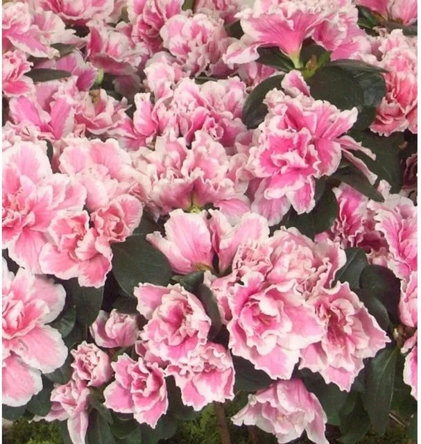 Japanische Azalee Melle Rhododendron obtusum als pinkfarbener Zwerg-Strauch von Nr-01.de - Bild 1