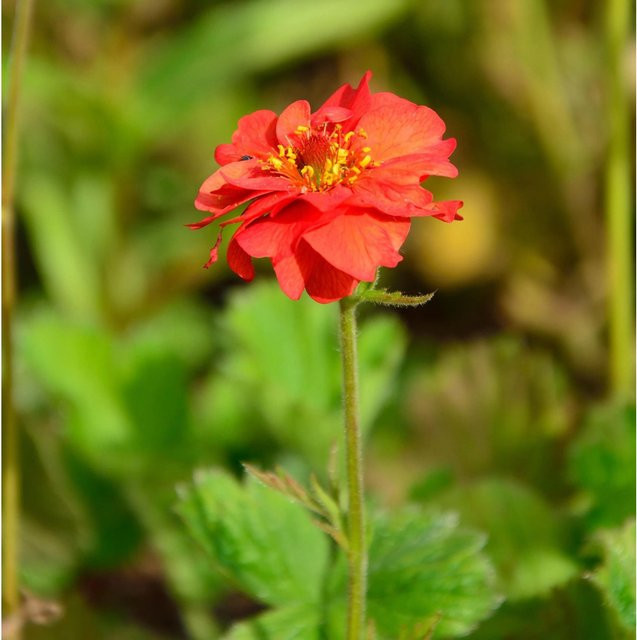 Nelkenwurz Rubin Geum chiloense rote Gartenstaude für das Beet - Bild 1