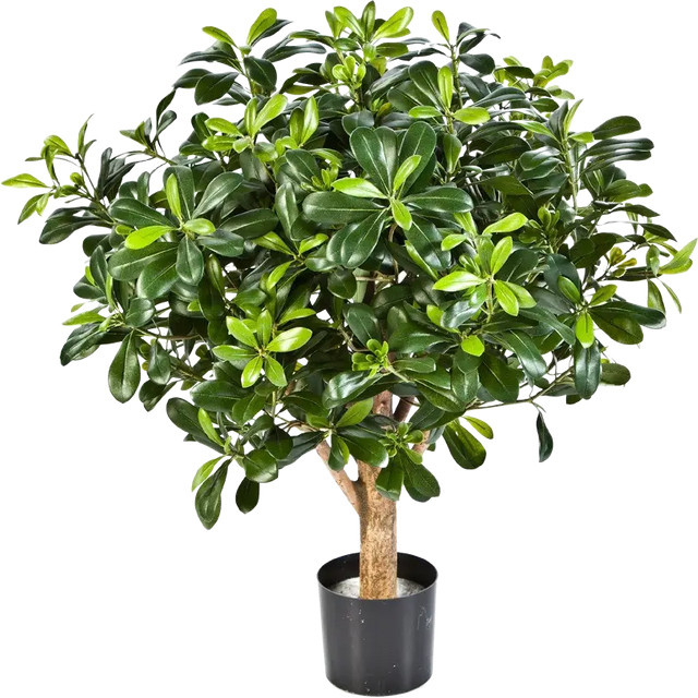 Künstlicher Pittosporum Paolo von Aplanta, grün, Höhe: 65 cm - Bild 1