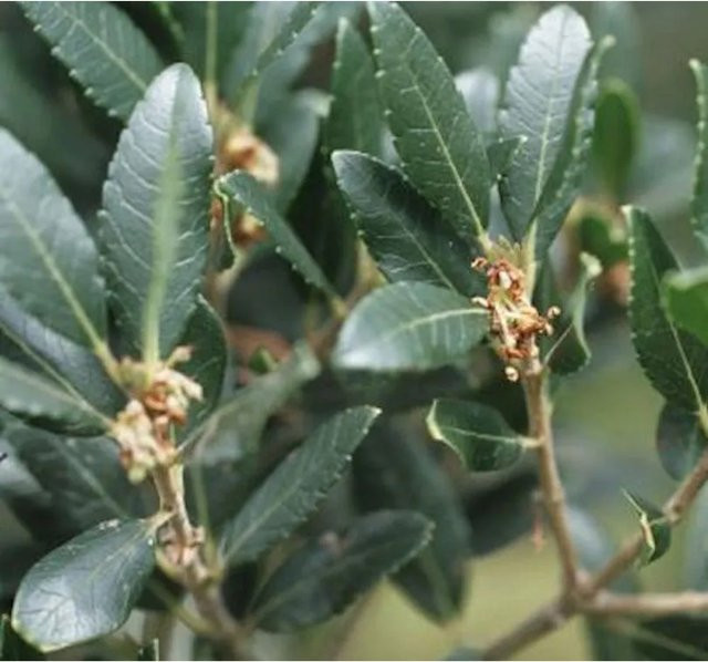 Immergrüner Baum Phillyrea latifolia Breitblättrige Steinlinde in Grün - Bild 1