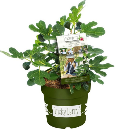 GROW by OBI Feige Lucky Berry Ficus carica im Topf, Höhe ca. 35 cm