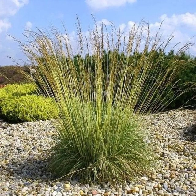Molinia caerulea Pfeifengras Dauerstrahl als mehrjährige Gartenpflanze in den Farben Gold, Gelb und Grün - Bild 1