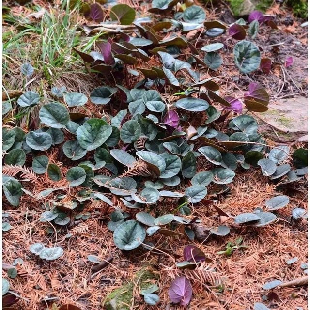 Frühlings Alpenveilchen Marianne Cyclamen coum Stauden für Garten und Steingärten - Bild 1