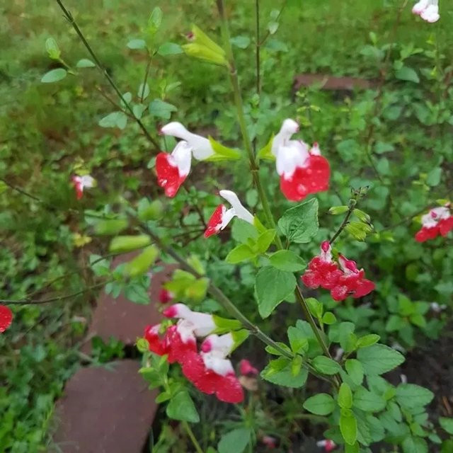 Salvia greggii Pfirsich Salbei Hot Lips als mehrjährige Staude für Staudenbeete, Steingärten und als Schnittblumenpflanze - Bild 1