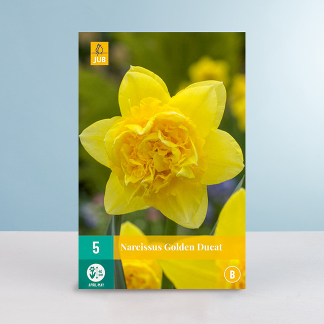 Gefüllte Narzisse Golden Ducat BLUME2000 mit 5 Zwiebeln für Beet, Blumenkübel oder Balkonkasten - Bild 1