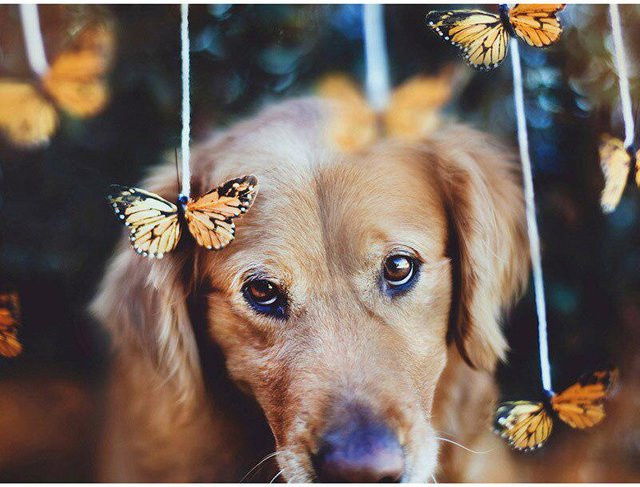 FIYO DIY-Diamantgemälde mit Hund und Schmetterling in Grau und Multicolour, Breite: 30 cm - Bild 1