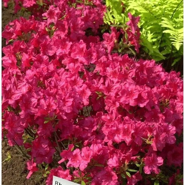 Japanische Azalee Georg Arends Rhododendron obtusum in Pink, Höhe: 50-60 cm - Bild 1