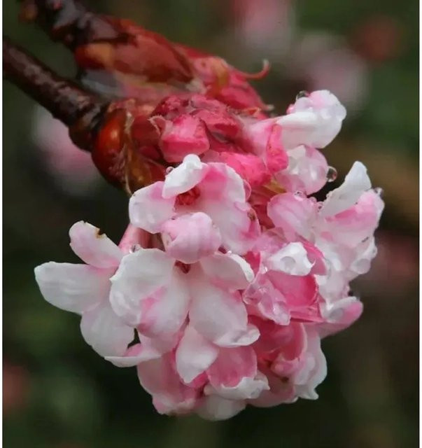 Winterschneeball Viburnum bodnantense als Zierstrauch in Pink und Weiß, Höhe: 80-100 cm - Bild 1