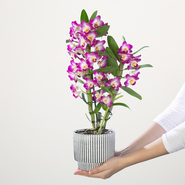 Dendrobium-Orchidee Nobile Akatsuki von BLUME2000 in Pink und Purple - Bild 1