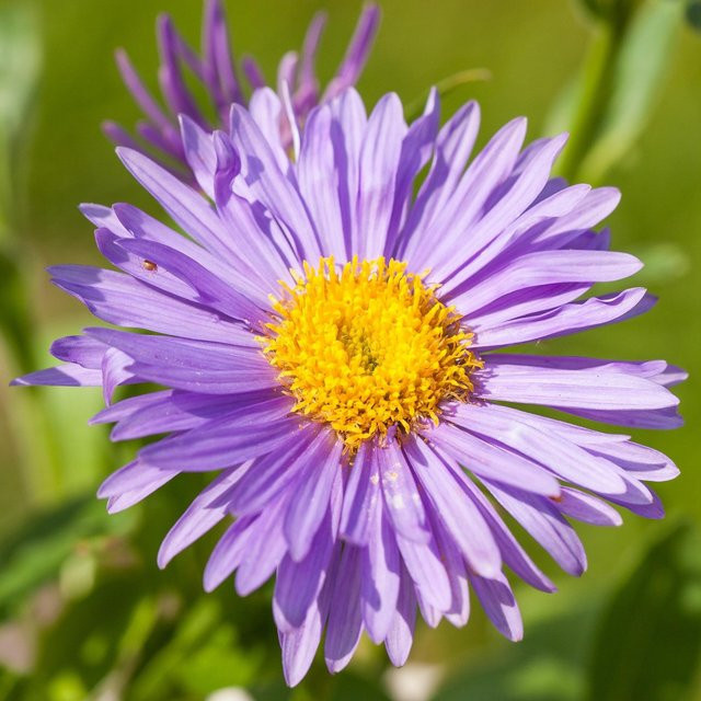Alpen-Aster violette mehrjährige Zierpflanze für Garten und Balkon - Bild 1