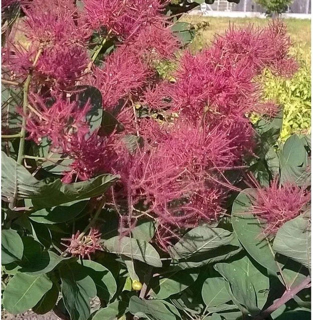 Perückenstrauch Smokey Joe Cotinus coggygria in Rosa/Pink für den Garten - Bild 1